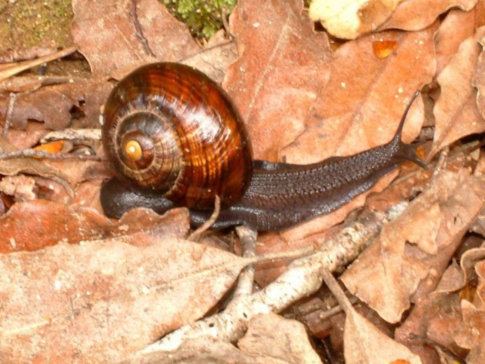 {italics Powelliphanta} snail